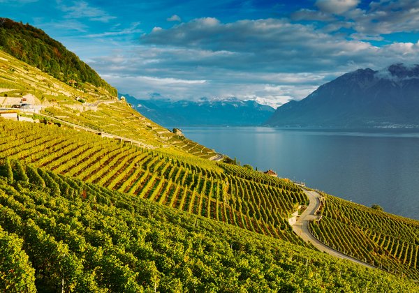 Lavaux Wine and Vineyard Experience with Boat Cruise